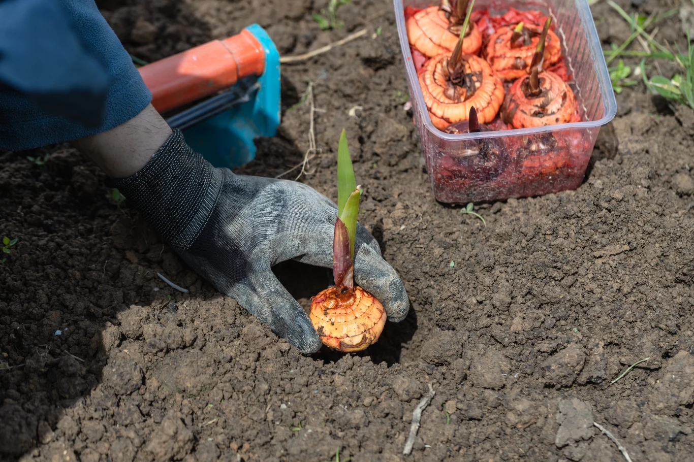 Bulwy mieczyków należy wykopywać z gruntu we wrześniu lub w październiku. Od połowy kwietnia do połowy maja można znów sadzić je w ogrodzie. 