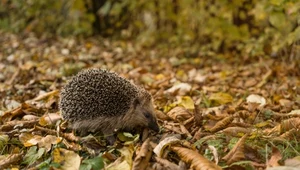 Pamiętaj w trakcie jesiennych dni. Zasada 3xC może uratować życie jeża