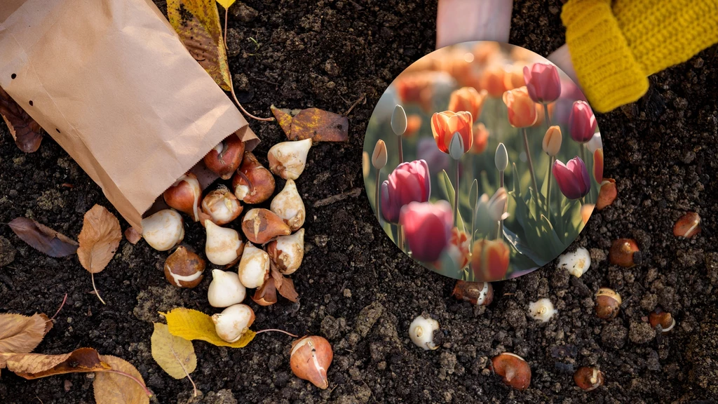 Tulipany należy sadzić do gruntu jesienią. Kiedy dokładnie to zrobić i w jaki sposób? 