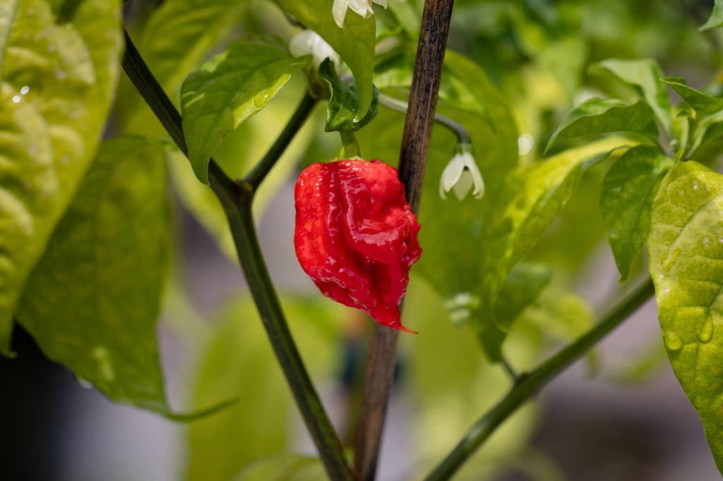 Za najostrzejszą papryczkę na świecie jest uważana odmiana Carolina Reaper