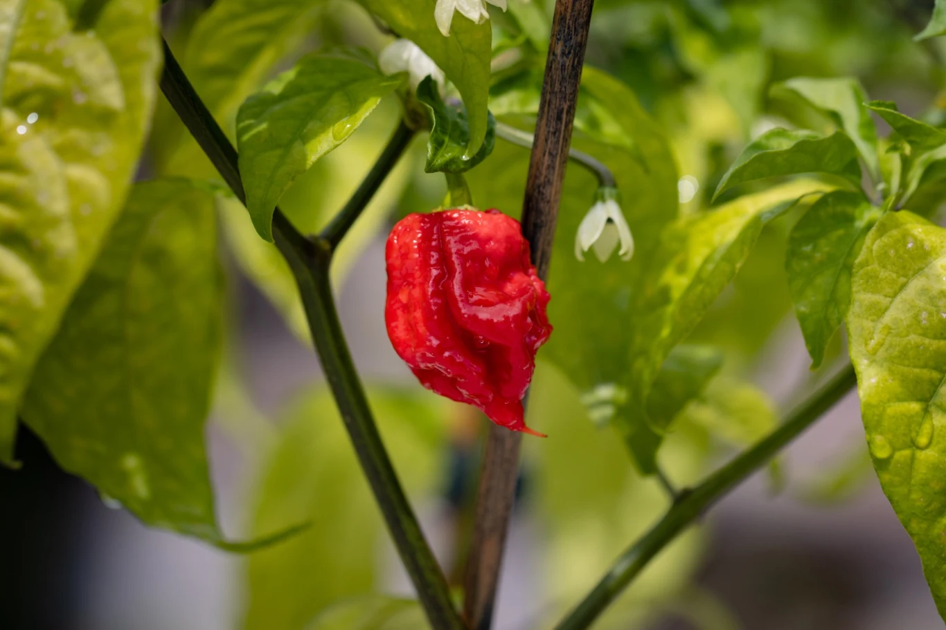 Za najostrzejszą papryczkę na świecie jest uważana odmiana Carolina Reaper Za najostrzejszą papryczkę na świecie jest uważana odmiana Carolina Reaper