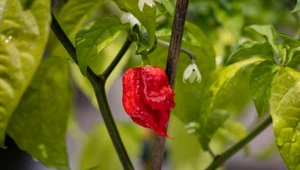 Za najostrzejszą papryczkę na świecie jest uważana odmiana Carolina Reaper