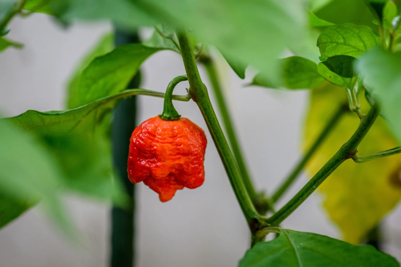 Jedną z najostrzejszych odmian papryczek jest Trinidad Scorpion Jedną z najostrzejszych odmian papryczek jest Trinidad Scorpion