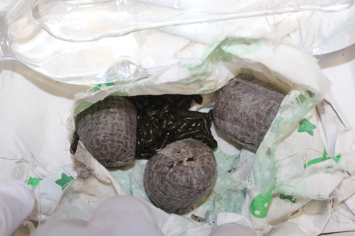 Jedna z zatrzymanych osób chciała przewieźć m.in. 200 pijawek 