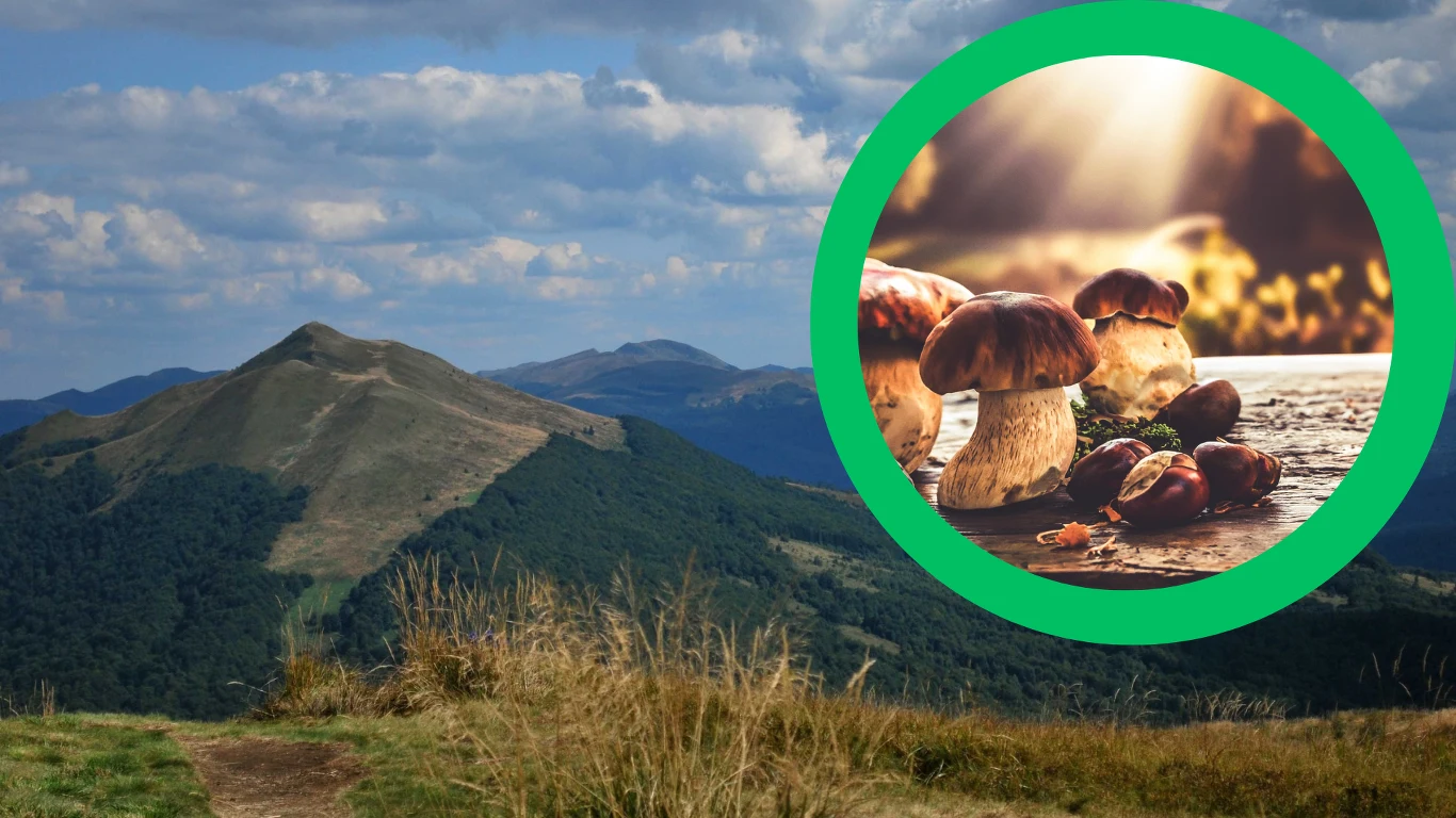 Gdzie można znaleźć dużo grzybów? Gdzie można znaleźć dużo grzybów?