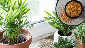 Wyjmij z lodówki i zmieszaj z wodą. Domowy nawóz do roślin doniczkowych