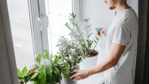 Alergicy powinny wybierać rośliny do swoich wnętrz ze szczególną ostrożnością