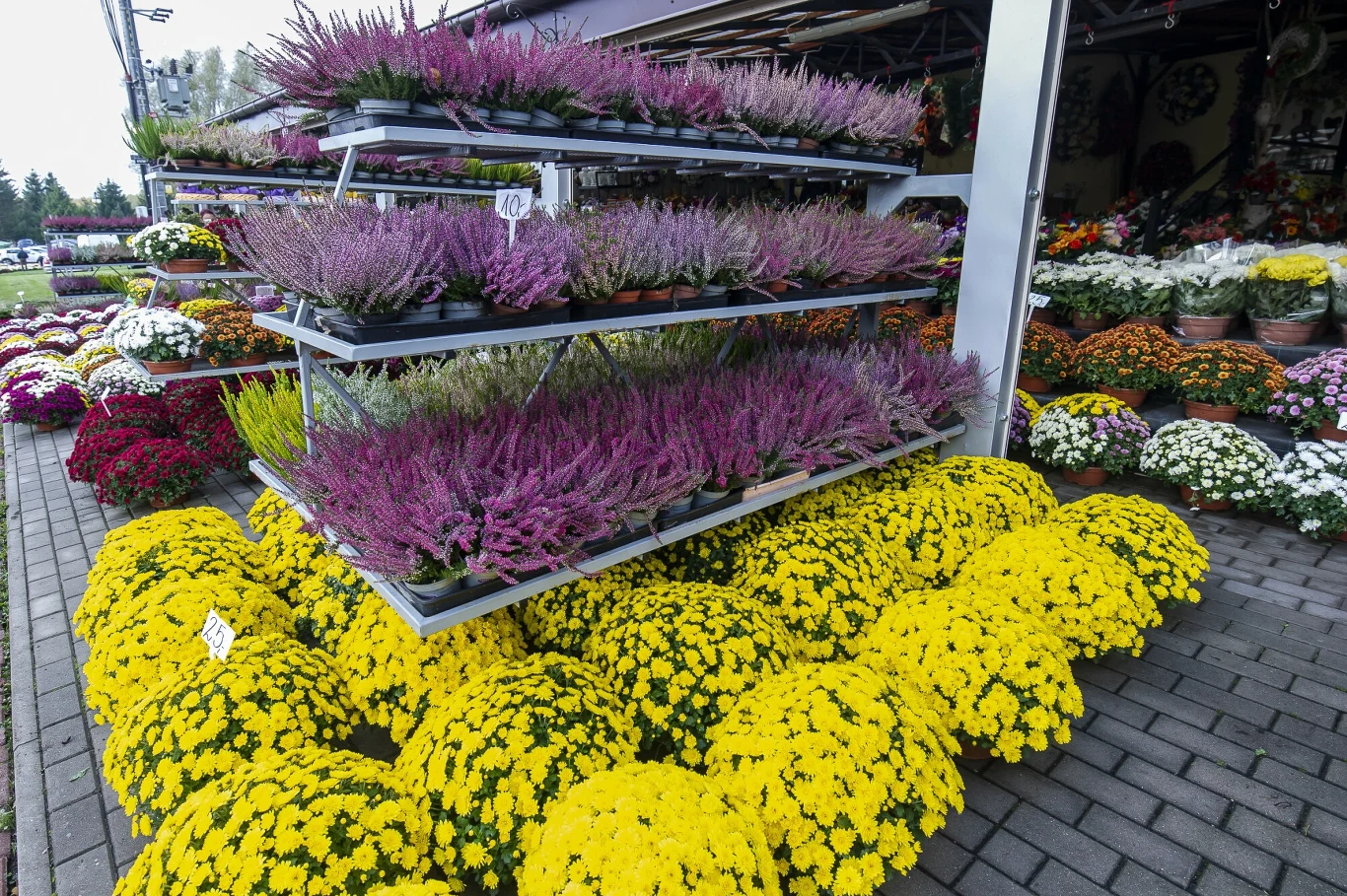 W drugiej połowie sierpnia w kwiaciarniach i sklepach ogrodniczych pojawiają się piękne wrzosy. Zaraz po zakupie przesadź je do większych doniczek