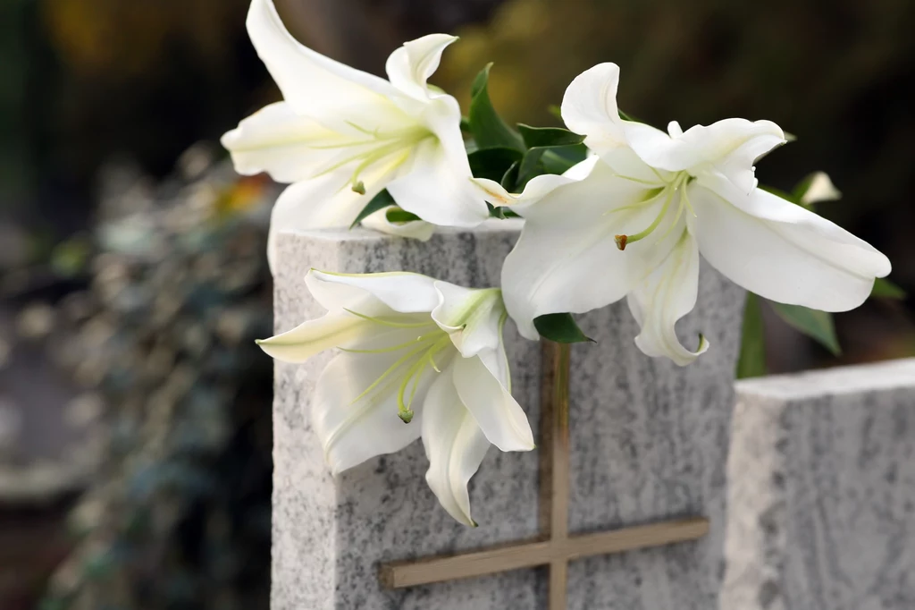 Lilie to niezwykle piękne kwiaty o wyjątkowej symbolice