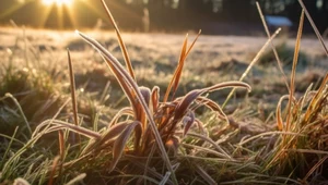 Jak przymrozki wpływają na rośliny? Jak uratować ogród po wahaniach temperatur?