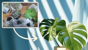 Zrób "bigos dla roślin". Monstera i filodendron ci podziękują