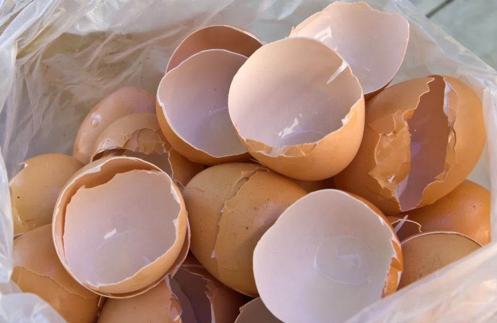 Co zrobić ze skorupkami od jajek?