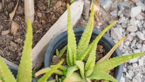 Zżółknięty aloes? Dwie przyczyny, z którymi poradzisz sobie natychmiastowo 