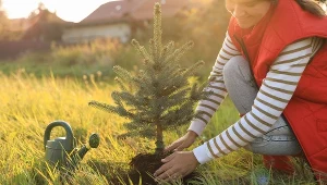 Iglaki przesadzaj tylko w tym terminie. Inaczej mogą się nie przyjąć
