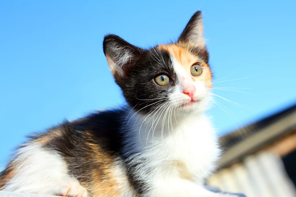 Imię dla łaciatego kota to na przykład Plamka.