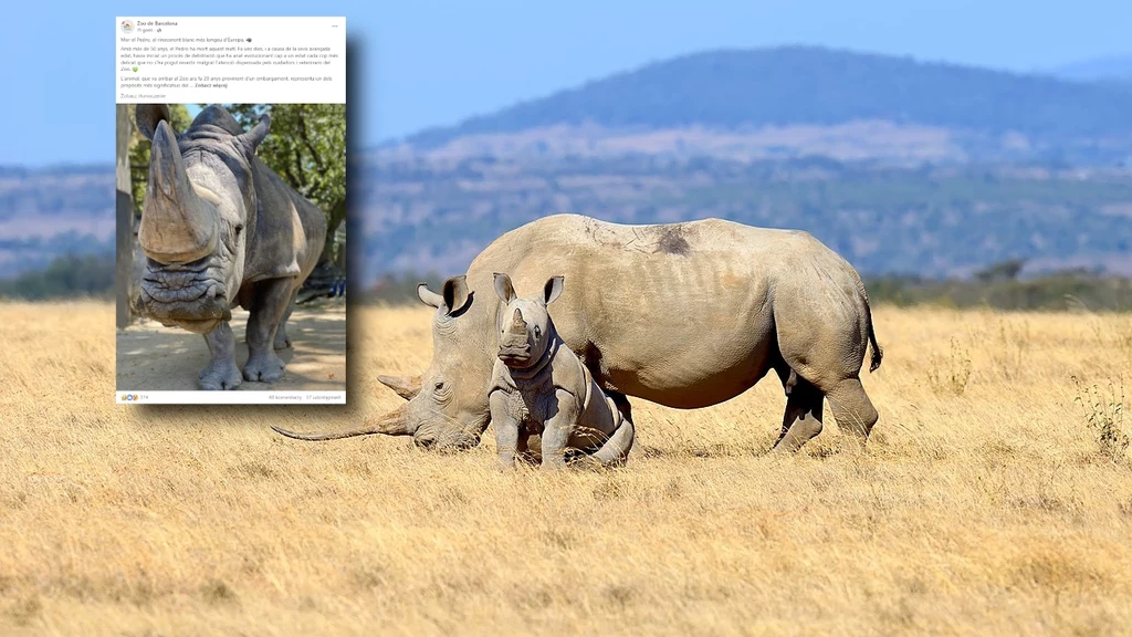 Nie żyje Pedro, najstarszy nosorożec biały w Europie