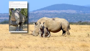 Nie żyje najstarszy nosorożec biały w Europie. Miał 54 lata