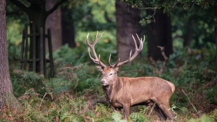 Poroże jelenia to cenne znalezisko.