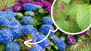 Widzisz takie plamy na liściach hortensji? Reaguj, bo w sezonie nie wystrzeli kwiatami