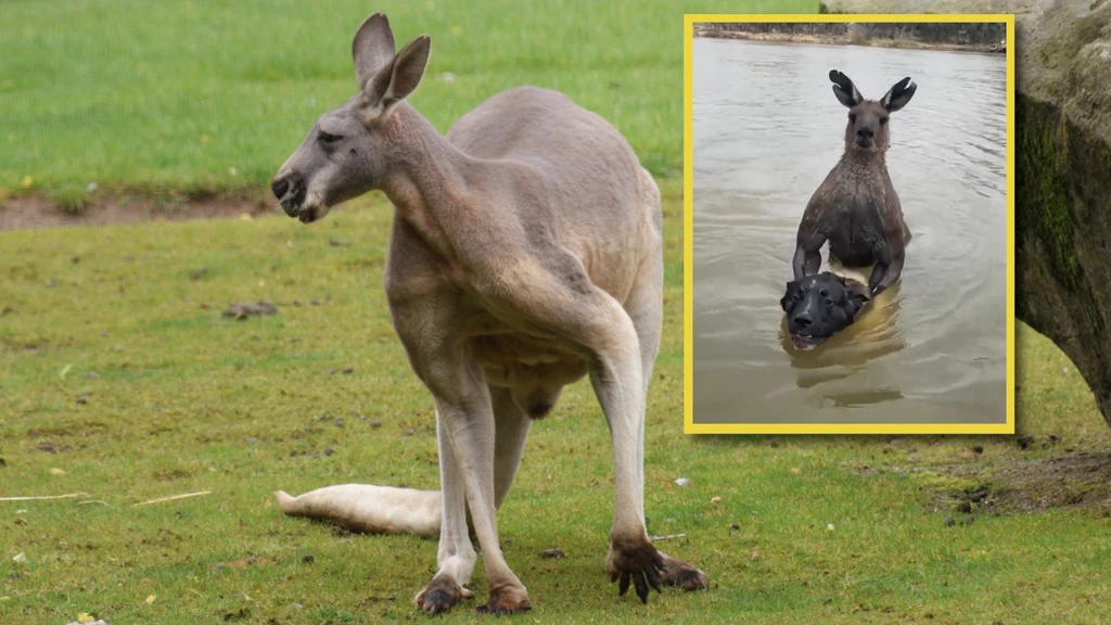 W Australii doszło do szokującej sytuacji. Mężczyzna spacerujący z psami natrafił na kangura. Zwierzę chciało utopić jednego z psów