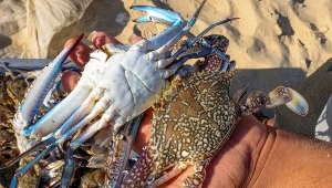 Poławiacz krabów może zarobić ogromne pieniądze