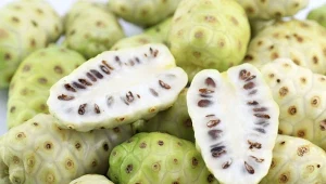 Owoce noni nazywane są "polinezyjską aspiryną". W Polsce można dostać m.in. sok z noni