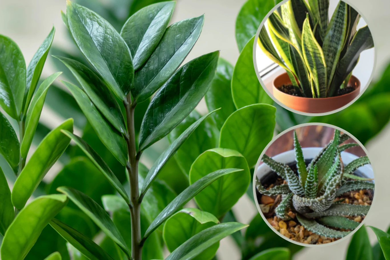 Które rośliny wytwarzają tlen nocą? Te kwiaty postaw na parapecie w sypialni, bo są jak naturalne butle z tlenem Które rośliny wytwarzają tlen nocą? Te kwiaty postaw na parapecie w sypialni, bo są jak naturalne butle z tlenem