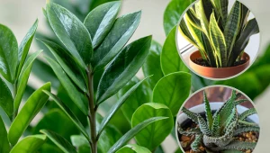 To najlepsze rośliny do sypialni. Nocą zmieniają się w butle z tlenem