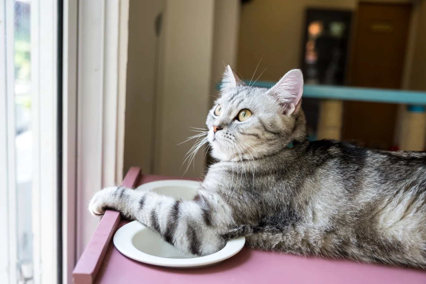 Kocie łapki są wyjątkowo wrażliwe na dotyk