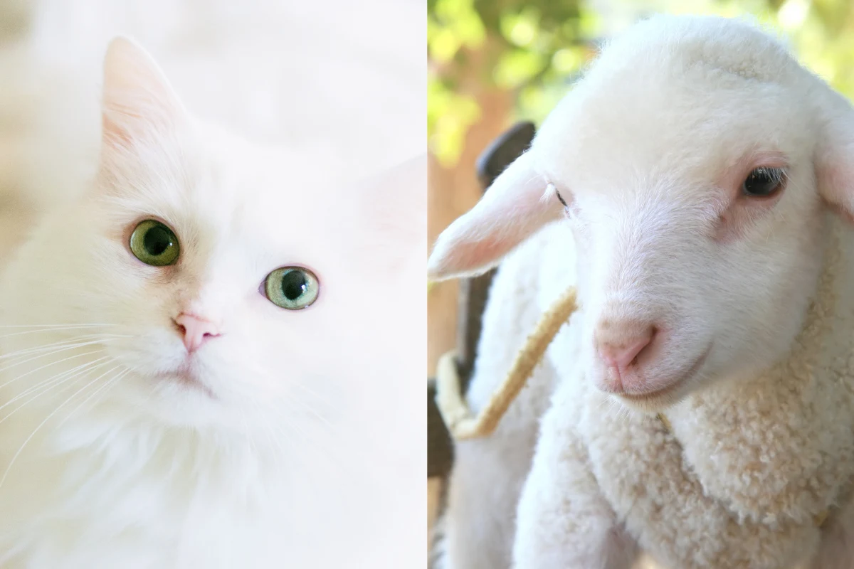 Dlaczego kot został kotem, a nie owcą?