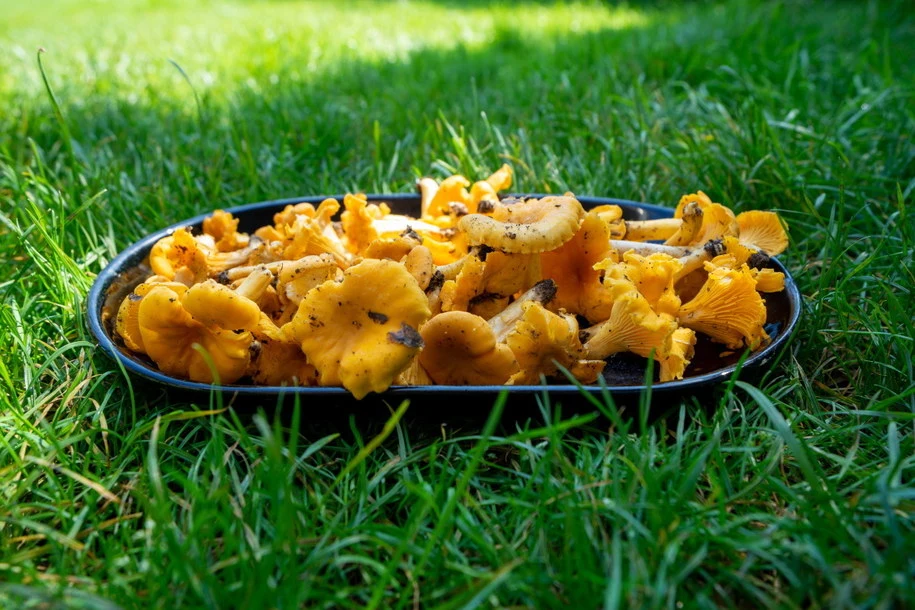 Grzyby kurki