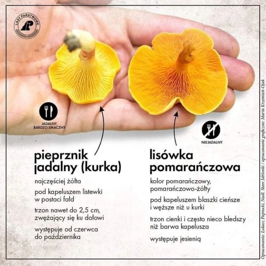 Jak odróżnić lisówkę pomarańczową od kurki? 