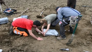 Archeolodzy ostrożnie wyjmują bryłę ziemi, w której znajdują się cenne artefakty [zdjęcie ilustracyjne]