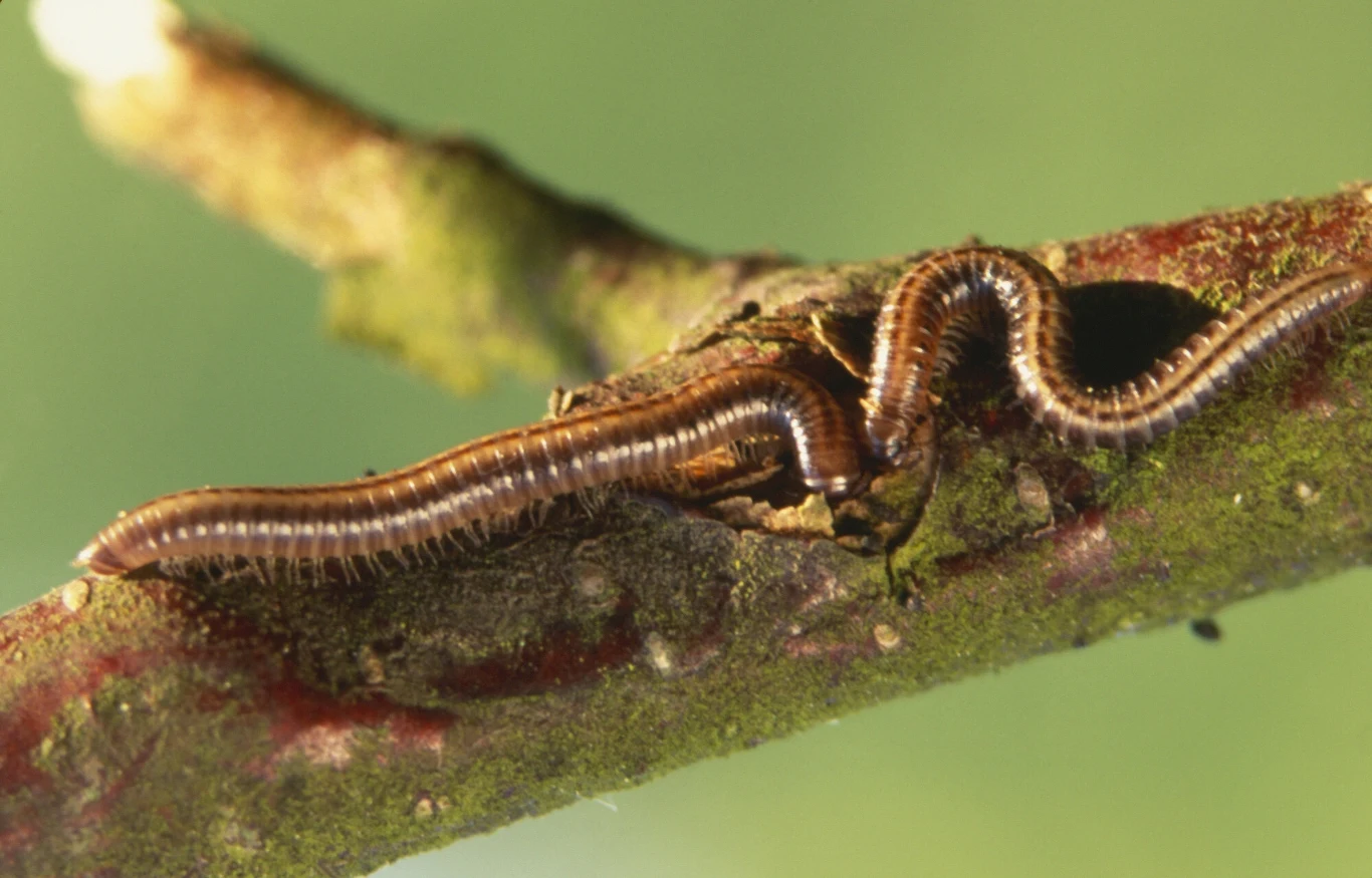Istnieje wiele odmian krocionogów. Najczęściej spotykane są szkodniki o ubarwieniu czarnym lub brązowym, ale zdarzają się także pełzaki czerwone
