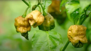 Nowa najostrzejsza na świecie papryczka z rekordem Guinnessa