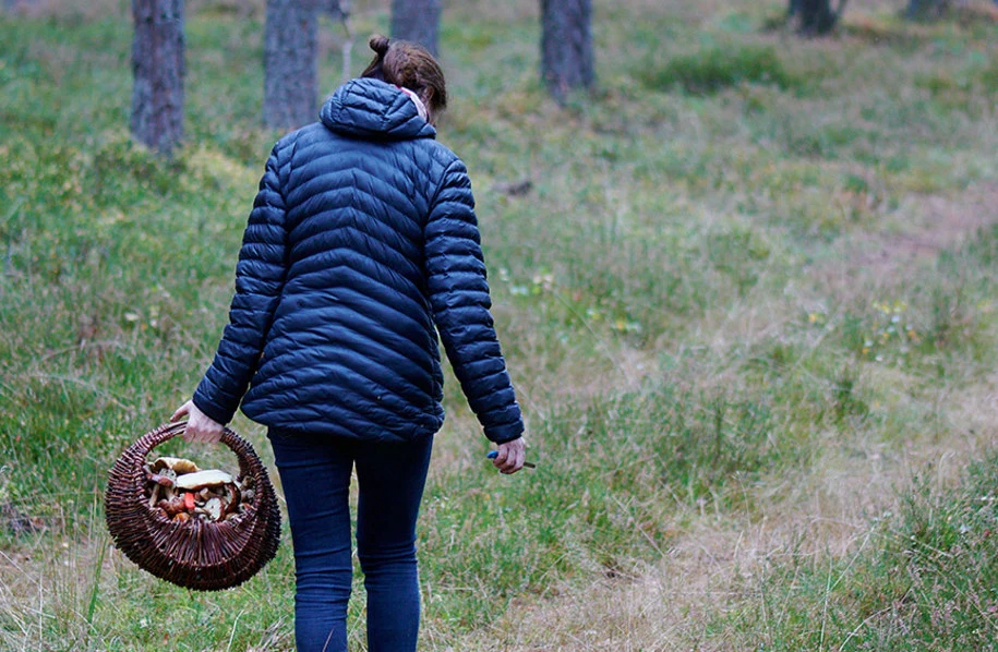 Udając się na grzybobranie, pamiętaj o odpowiednim ubiorze. Udając się na grzybobranie, pamiętaj o odpowiednim ubiorze.