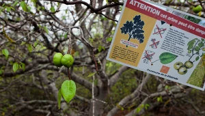 To najniebezpieczniejsze drzewo świata. Przypomina jabłoń, ale jest bardzo groźne