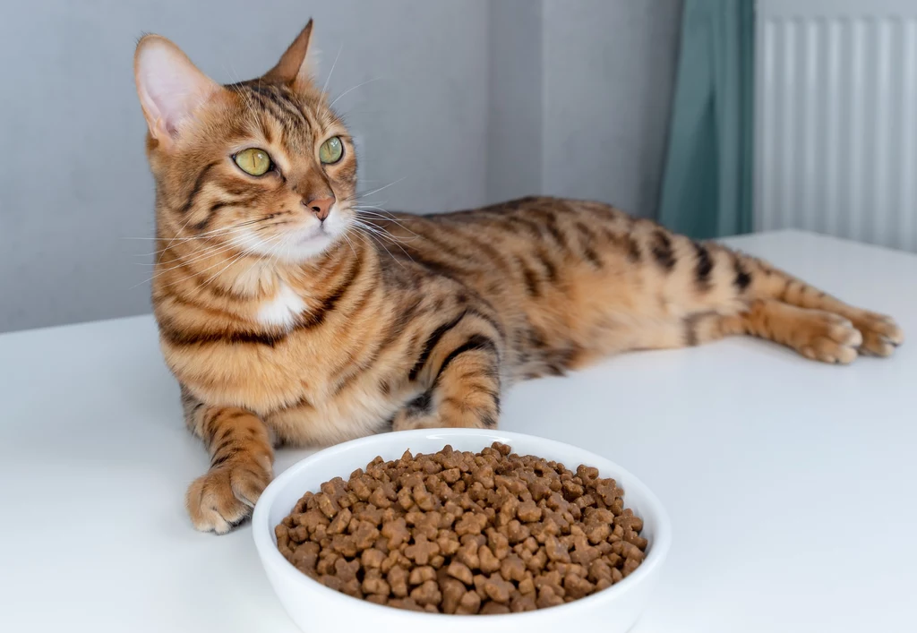 Jak interpretować zachowanie kota podczas jedzenia?