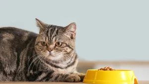 Jaka powinna być najlepsza karma dla kota?