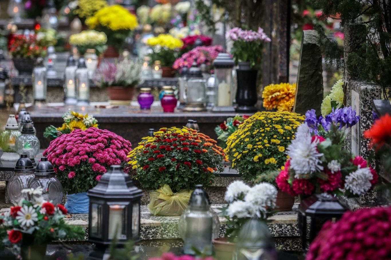 Czy znasz symbolikę kwiatów przynoszonych na cmentarz? Czy znasz symbolikę kwiatów przynoszonych na cmentarz?
