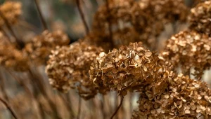 Zrób to najpóźniej w połowie listopada. Inaczej hortensje zmarnieją w oczach 