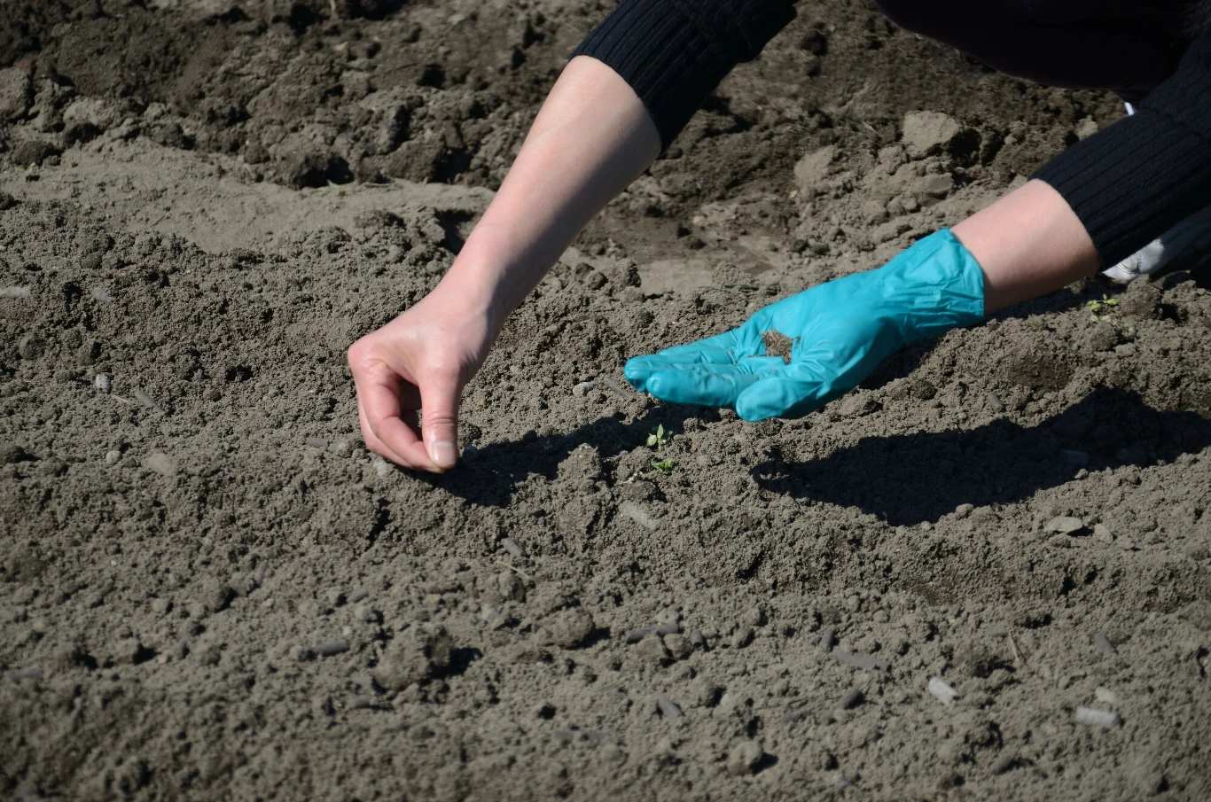 Wysiewanie ogórków zbyt wcześnie może doprowadzić do ich zniszczenia przez zimno