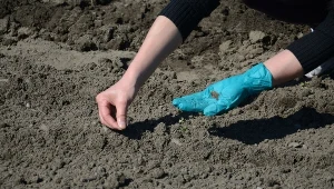 Koniecznie wysiej je jeszcze w październiku. Efekt zobaczysz wcześniej, niż sąsiedzi
