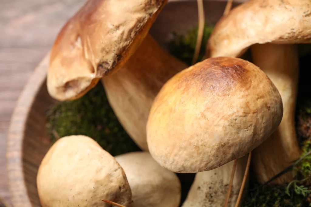 Aby borowiki mogły wyrosnąć w doniczce, potrzebne jest przygotowanie grzybni 