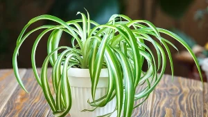 Liście zielistki żółkną? Zmień 3 rzeczy, a znów będzie zdrowa i silna jak dąb