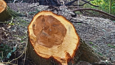 Pnia drzewa można pozbyć się bez wykopywania dzięki domowym sposobom.