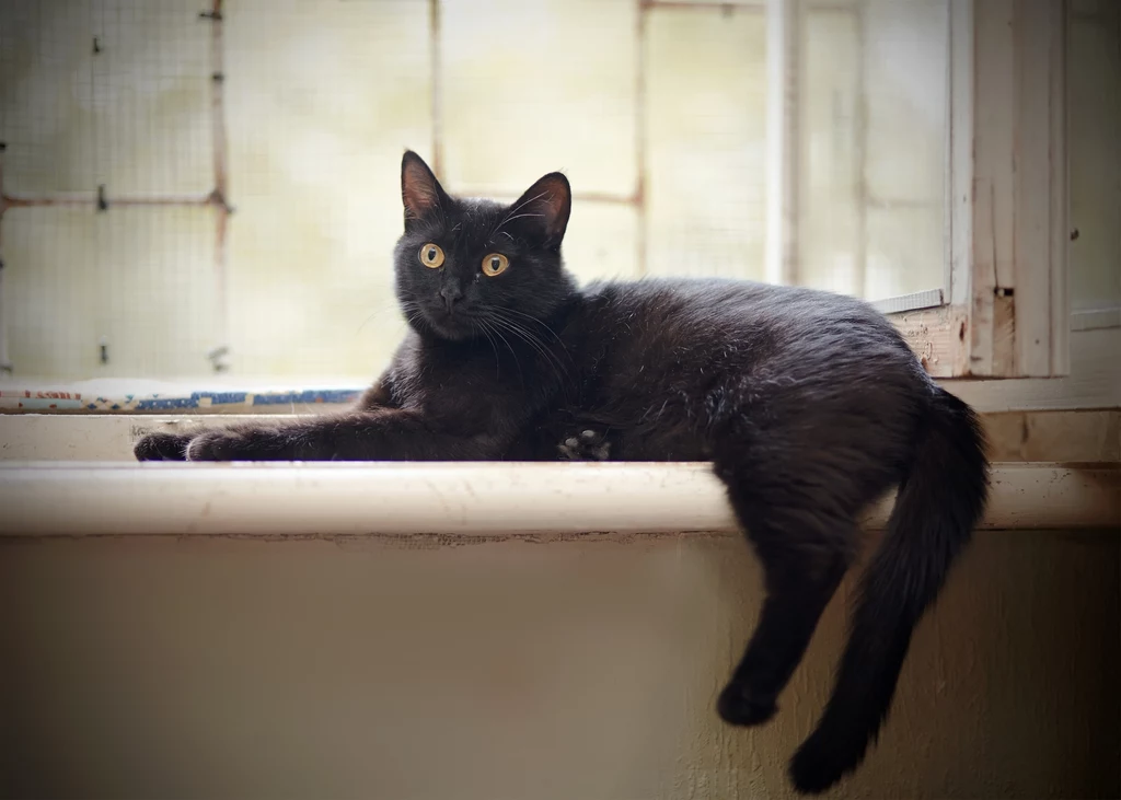 Imię dla czarnego kota to na przykład Puma.