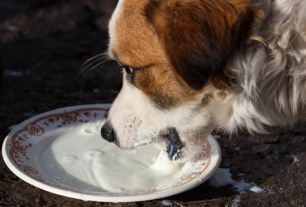 Pies może nie tolerować laktozy tak samo jak człowiek 