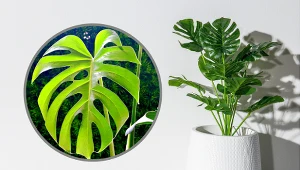 Monstera będzie miała naprawdę duże liście. Wystarczy jeden zabieg