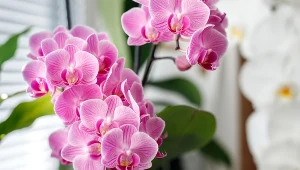 Złamaną łodygę storczyka można uratować. Zrób to, a szybko dojdzie do siebie 